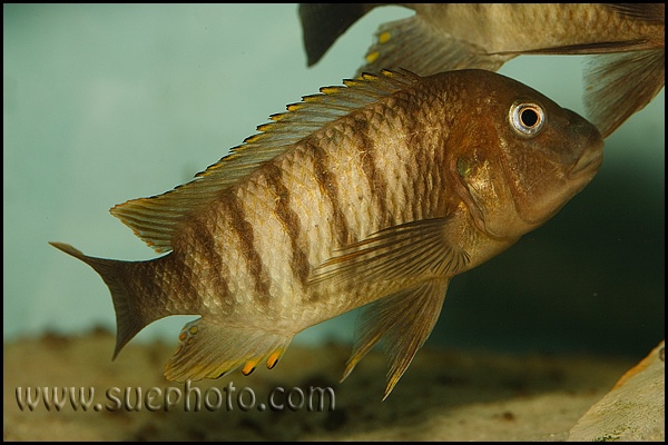 Petrochromis famula 'Cameron Bay'